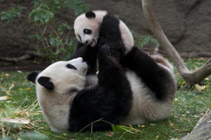 Giant panda mother and cub, Bai Yun and Yun Zi